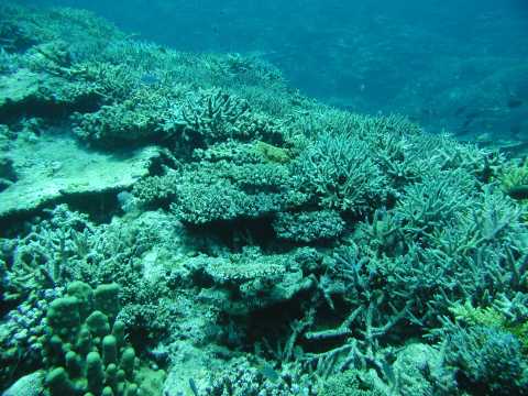 �c�ǊԂ̂��񂲏�