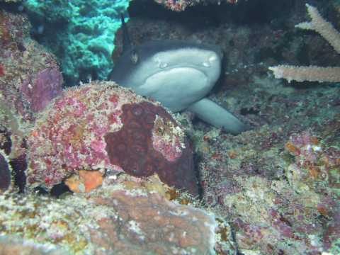 �z���C�g�`�b�v�V���[�N