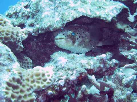 �A�o�T�[�i�n���Z���{���j